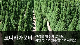 �ڴ�ī������