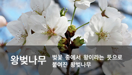 �պ�����