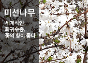 �̼�����