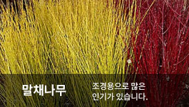 ��ä����