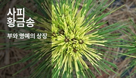 ����Ȳ�ݼ�