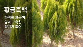 Ȳ������