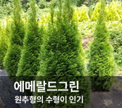 ���޶���׸�