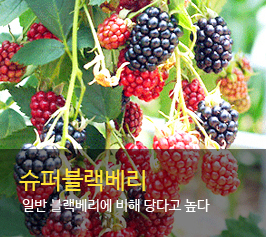 ���ۺ�������