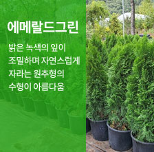 ���޶���׸�