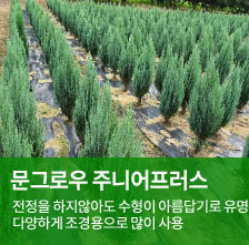 ���׷ο� �ִϾ�������