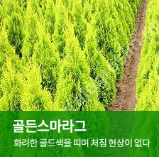 ��罺�����