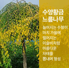 ����Ȳ�ݴ�������