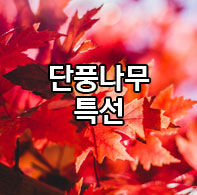 ��ǳ����Ư��