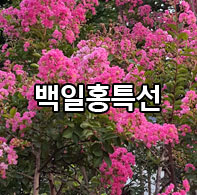 ����ȫƯ��