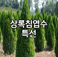 ���ħ����Ư��