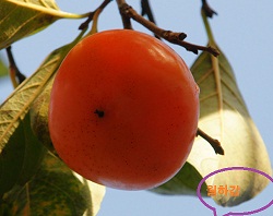 콺 ŬϽø ̹ Ǽ ֽϴ.
