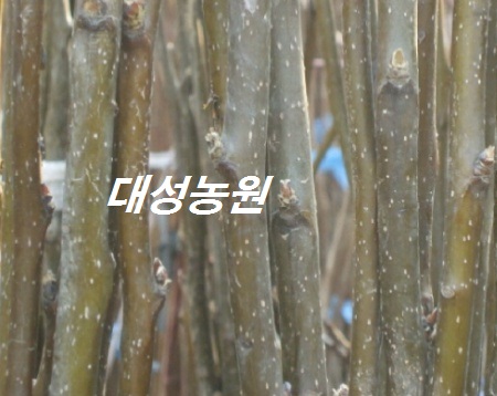 콺 ŬϽø ̹ Ǽ ֽϴ.
