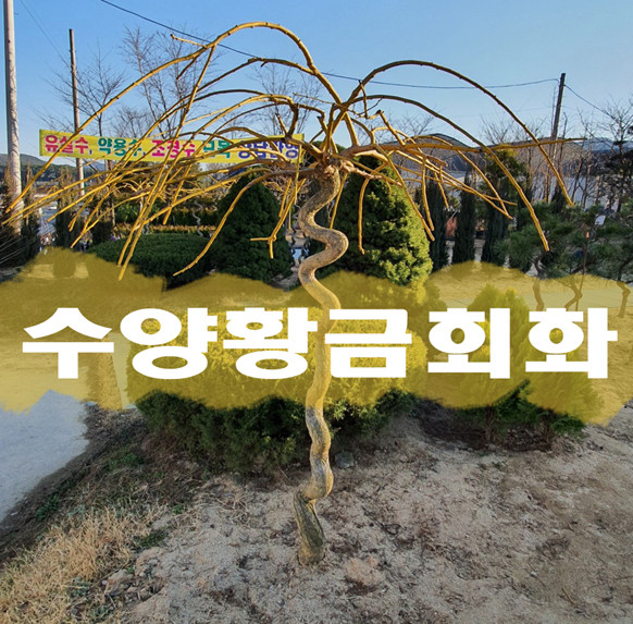 콺 ŬϽø ̹ Ǽ ֽϴ.