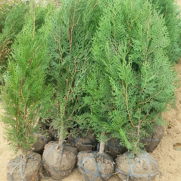 콺 ŬϽø ̹ Ǽ ֽϴ.