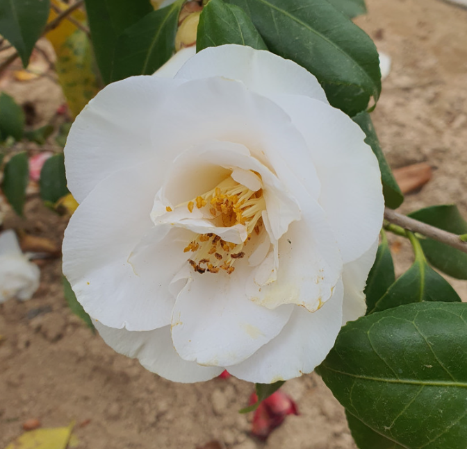 ���콺�� Ŭ���Ͻø� �����̹����� ���Ǽ� �ֽ��ϴ�.