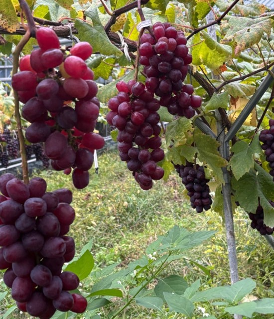 ���콺�� Ŭ���Ͻø� �����̹����� ���Ǽ� �ֽ��ϴ�.