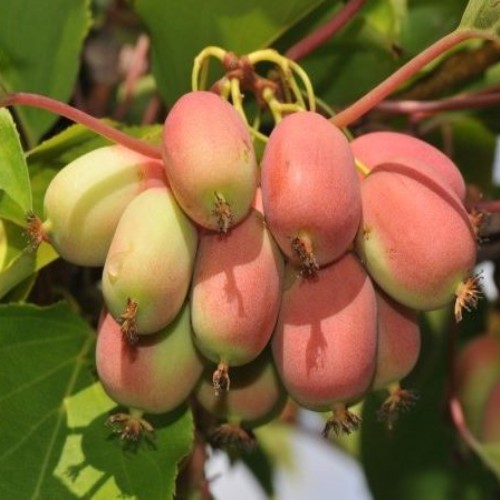 ���콺�� Ŭ���Ͻø� �����̹����� ���Ǽ� �ֽ��ϴ�.